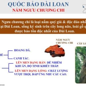 Nấm chương chi mọc trên cây Long Não Đỏ tại vùng núi cao Đài Loan