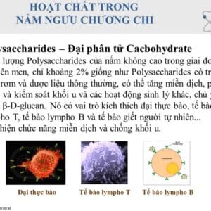 Nấm chương chi thượng hạng DLC – hình ảnh sản phẩm