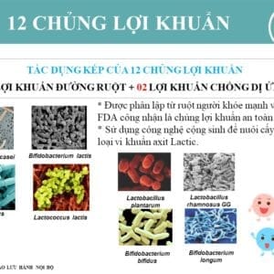 Thành phần 12 chủng lợi khuẩn trong men vi sinh DL12 Probiotics
