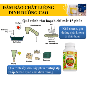 Tảo Mặt Trời Spirulina DLC – hình ảnh sản phẩm 2