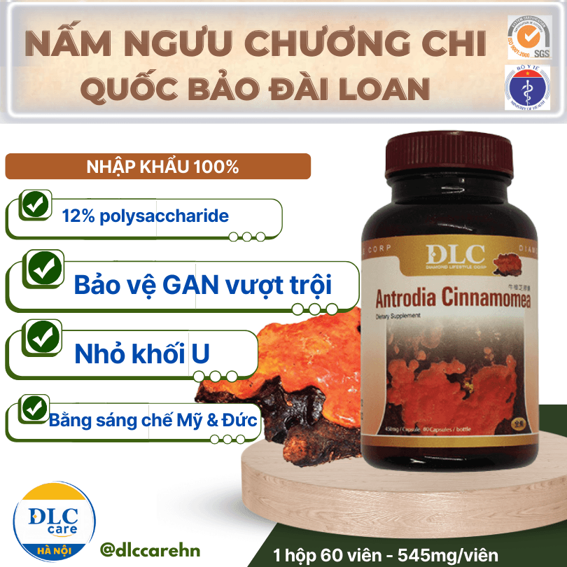 Nấm ngưu chương chi Đài Loan hỗ trợ Gan và ung thư