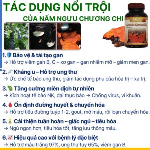 Nấm ngưu chương chi Đài Loan với hoạt chất Triterpenoids bảo vệ gan