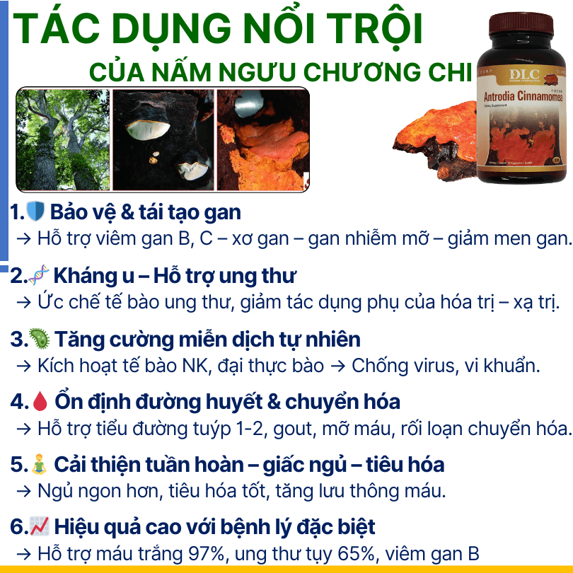 Nấm ngưu chương chi Đài Loan với hoạt chất Triterpenoids bảo vệ gan
