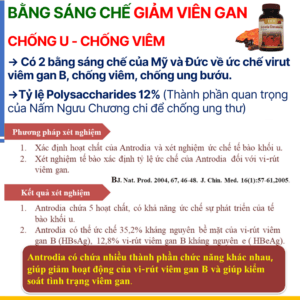 Nấm ngưu chương chi Đài Loan với Polysaccharides tăng miễn dịch