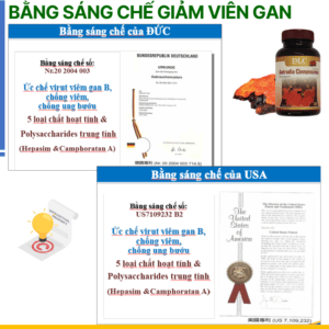 Công dụng nổi trội của nấm ngưu chương chi Đài Loan