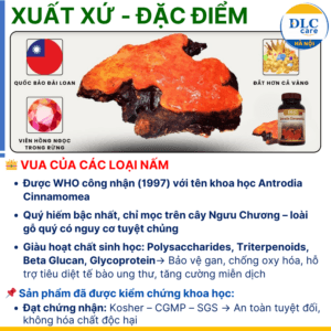 Nấm ngưu chương chi Đài Loan hỗ trợ điều trị viêm gan B