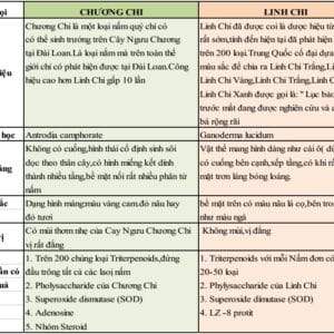 Nấm ngưu chương chi DLC Đài Loan – hình ảnh sản phẩm 2